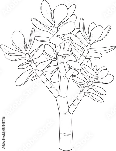 A line drawing depicts a jade plant. The plant has a thick, cylindrical stem and branching arms.