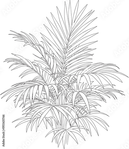 A detailed black and white line drawing depicts a palm frond. The illustration showcases the intricate, spiky leaves of the palm plant.