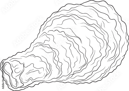 A detailed, black and white line drawing depicts a large oyster shell. The shell’s intricate ridges and folds are meticulously rendered, showcasing its organic texture and shape.