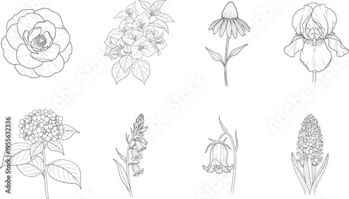 An illustration depicts eight different flower varieties in a linear arrangement. The flowers include a camellia, a rose, a hibiscus, an iris, a hydrangea, a lily of the valley, a bellflower