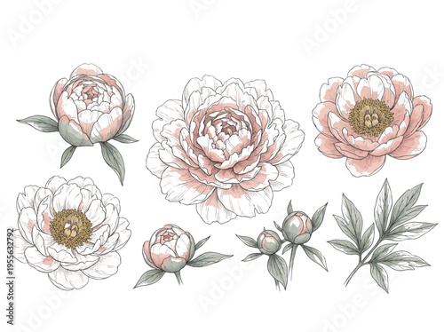 Soft Pastel Peony Floral Arrangement with Elegant Roses and Leaves on White Background