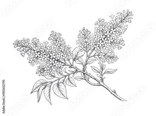 A detailed black and white illustration of a blooming lilac branch on transparent background