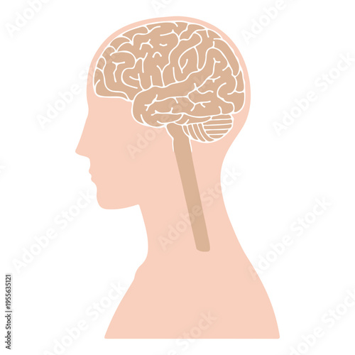 Human Brain Side Profile
