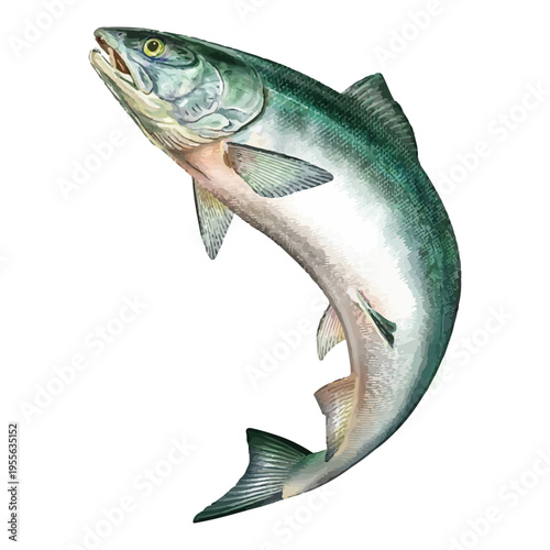 Leaping Salmon Illustration