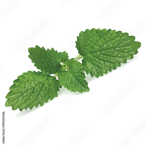 Lemon Balm Leaf