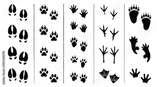 Animal footprint reference board with various tracks and silhouettes for educational use