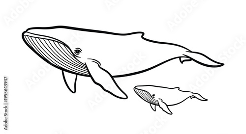 Illustration of a large whale and its calf depicted in a simple line drawing style