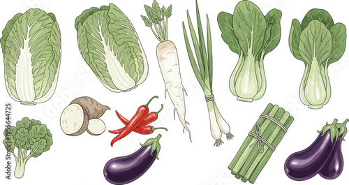 Asian Vegetable Collection Vector Illustration Featuring Bok Choy Daikon Lotus Root Eggplant Chili Pepper and Green Onion in Hand Drawn Style