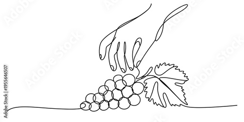 Minimalist continuous line drawing of a human hand picking a fresh bunch of grapes from a vine
