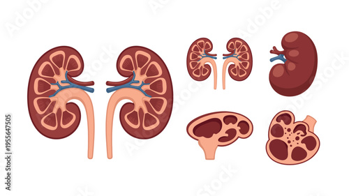 Detailed illustration of human kidneys showing internal structure and blood vessels