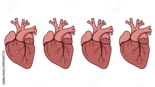 Four anatomical illustrations of the human heart in a row