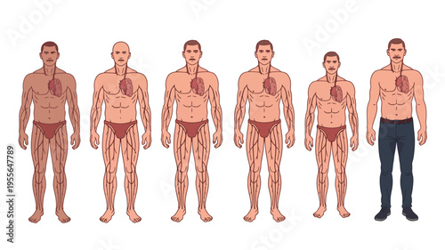 Illustration of the human circulatory system in a line of men