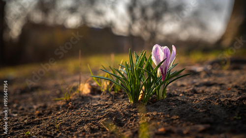 Bild auf Leinwand Purple Crocus Growing in Sunlit Soil at Golden Hour