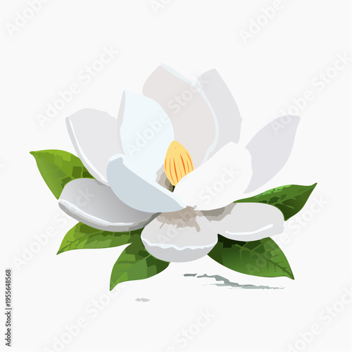 Weiße Magnolie