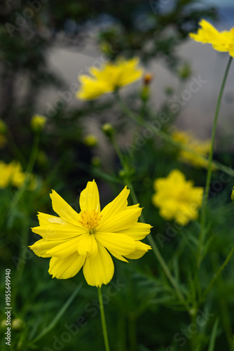 Elegant Yellow Cosmos Flower Macro with Soft Bokeh Background – Minimalist Nature Luxury Aesthetic