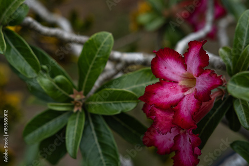 Luxury Exotic Adenium obesum Flower with Rich Red and White Petals in Elegant Natural Bokeh Background