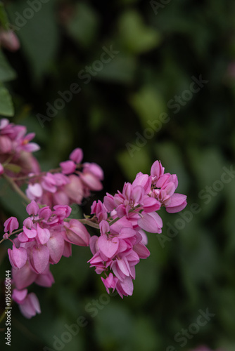 Elegant Pink Blossoms with Soft Bokeh in Lush Green Garden