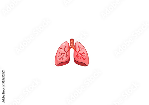 Lungs