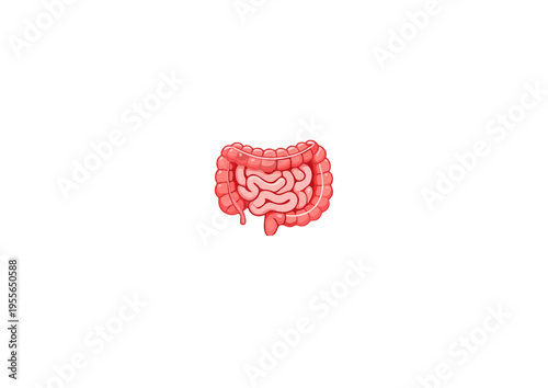 Small Intestines