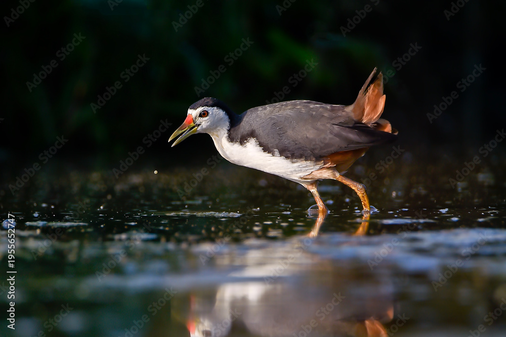 Fototapeta premium Close-up of a waterbird foraging in shallow water, captured at a low angle with a beautiful reflection. The bird is dipping its beak into the water while searching for food, showcasing natural behavio