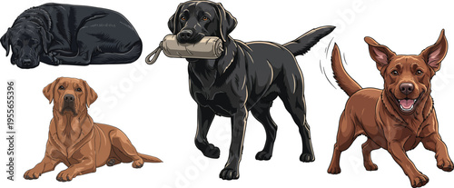 Labrador Retriever dog retrieving lying down playful happy pose set
