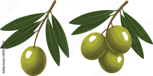 Olive Branch Vector Illustration with Green Olives and Leaves, Natural Organic Food Ingredient Design Isolated on White Background