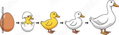 Duck Life Cycle Vector Illustration Showing Egg, Hatching Duckling, Baby Duck and Adult Duck Growth Stages Educational Diagram Design