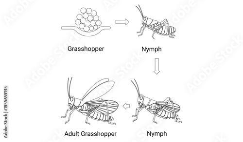 Grasshopper Life Cycle Vector – Insect Growth Stages Illustration_26