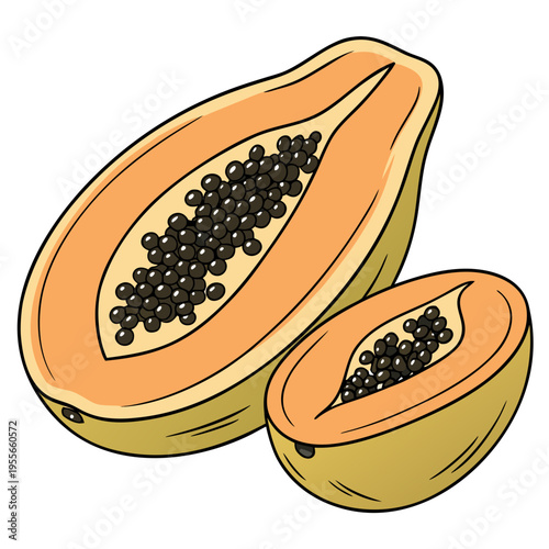 Fresh papaya half with seeds isolated on white background vector illustration
