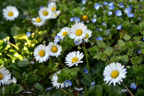 Frühlngsweise mit Gänseblümchen und Persischem Ehrenpreis