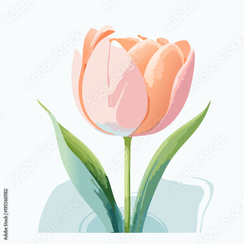 Pfirsichfarbene Tulpe