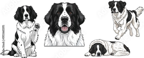Landseer Dog headshot portrait lying down sitting walking pose set