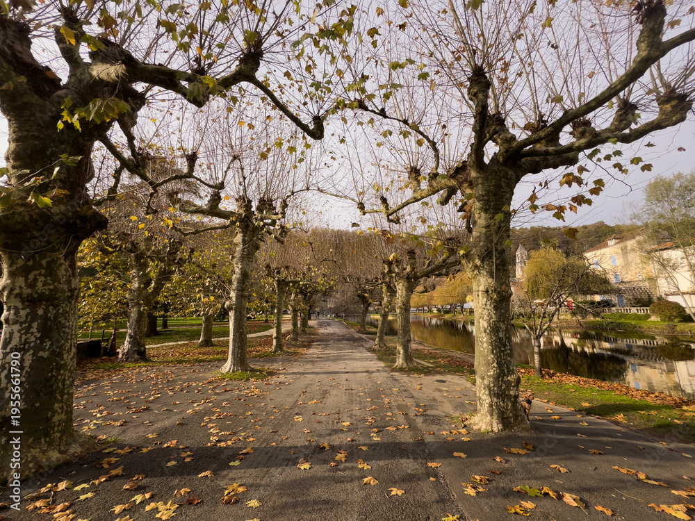 Naklejka premium alley of trees in autumn 