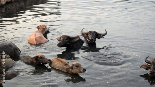 Billede på lærred Soulful Thai water buffaloes bathing in a pond at sunset.