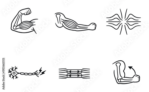 Arm muscle and nerve diagrams showing contraction illustrations