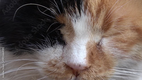 Kas, Turkey - 7th of February 2025: 4K Extreme close up cute face of a three-coloured cat
