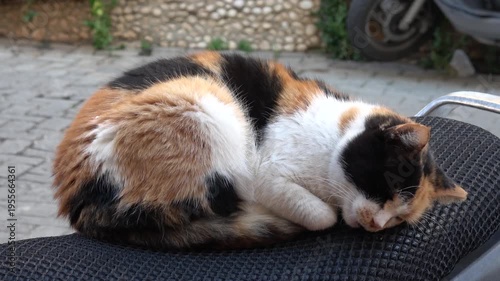 Kas, Turkey - 7th of February 2025: 4K Tricolor cat curled up and sleeping soundly on silver scooter
