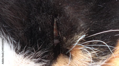 Kas, Turkey - 7th of February 2025: 4K Zoom in an eye of a troubled sleeping cat
