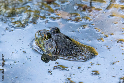 American Bullfrog adult male partially submerged in shallow water ambush hunting. Foothills Nature Preserve, Santa Clara County, California.