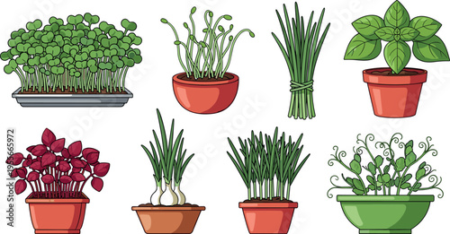 Collection of fresh herbs and microgreens in pots vector illustration including basil chives sprouts and leafy greens for gardening