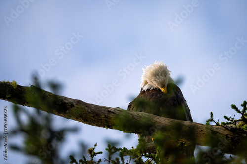 Majestätischer Weißkopfseeadler auf Vancouver Island putzt sich