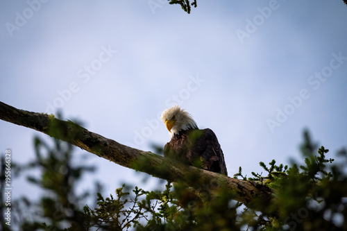 Majestätischer Weißkopfseeadler auf Vancouver Island