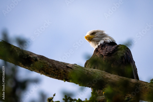Majestätischer Weißkopfseeadler auf Vancouver Island