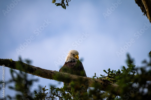 Majestätischer Weißkopfseeadler auf Vancouver Island