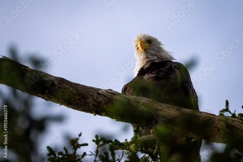 Majestätischer Weißkopfseeadler auf Vancouver Island