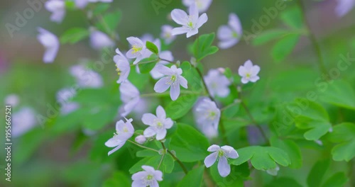 False rue-anemone (Isopyrum thalictroides) white spring wildflowers in forest