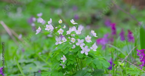 False rue-anemone (Isopyrum thalictroides) white spring wildflowers in forest