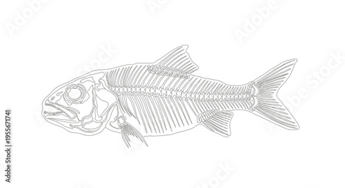 Fish Skeleton Outline Drawing - Scientific Illustration