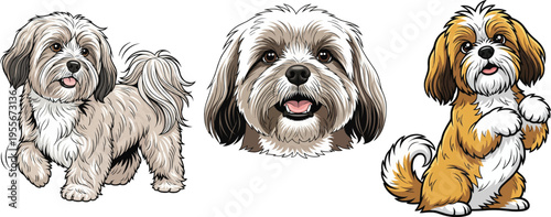 Lhasa Apso dog happy playful begging smiling headshot portrait pose set