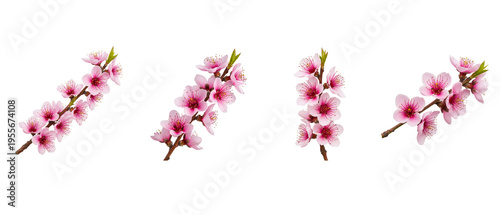 Four delicate pink cherry blossom branches isolated on white background.